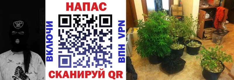 МАРИХУАНА индика  как найти   Солигалич 